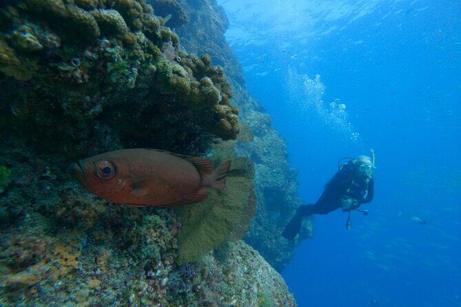 Private Beginner Scuba Diving Experience in Cabo San Lucas - Your Water Options Near El Arco: Max Depth 12m/40ft (and Staying Shallow Is Valid)