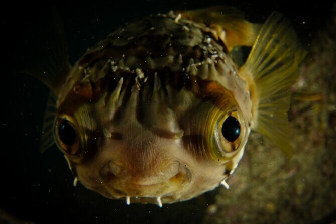 Private Beginner Scuba Diving Experience in Cabo San Lucas - Marine Life Targets: Pufferfish and That “Look, Don’t Rush” Feeling