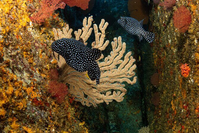 Private Beginner Scuba Diving Experience in Cabo San Lucas - What You’re Really Paying For: The $175 Price and the Value for First-Timers