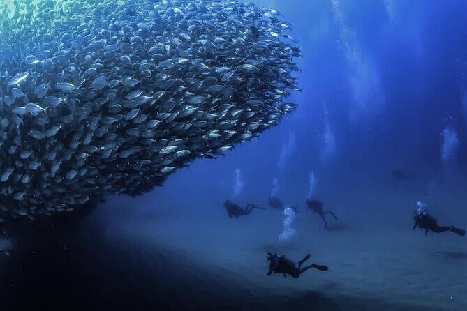 Private Dive Boat for Certified Divers - Cabo San Lucas - Private boat, small group, and an easy start at Marina Cabo
