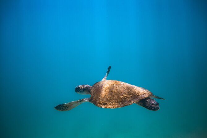 Private Dive Boat for Certified Divers - Cabo San Lucas - Meeting point, what to bring, and how to avoid a stressful midday