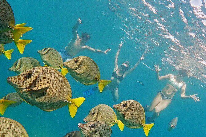Private Guided Snorkeling in Cabo San Lucas - Key Highlights You’ll Actually Care About
