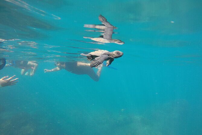 Private Guided Snorkeling in Cabo San Lucas - Meeting Point and Timing: Show Up Ready for a 1:30 pm Start