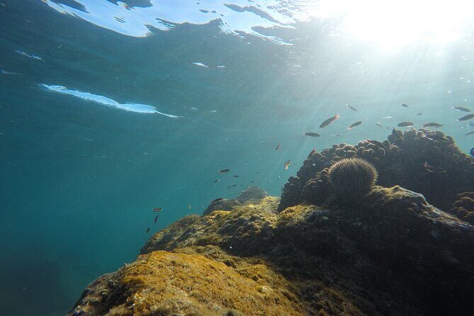 Private Guided Snorkeling in Cabo San Lucas - Weather Reality: A Trip That Runs Only When Conditions Are Right