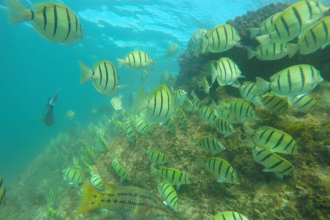 Private Guided Snorkeling in Cabo San Lucas - Who This Snorkeling Experience Fits Best