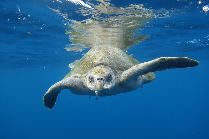 Private Guided Snorkeling in Cabo San Lucas - Private Guided Snorkeling With Pro Help You Can Use