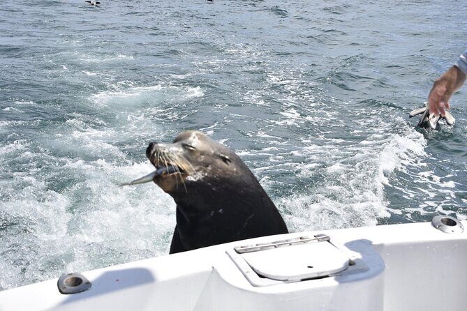 Private Half-day Deep Sea Fishing Charter in Cabo San Lucas - 5 Lines, Lots of Work: How the Crew Increases Your Chances