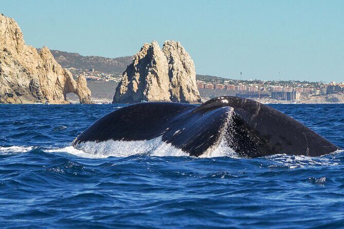 Private Humpback Whale Watching in Cabo San Lucas - Key points worth knowing