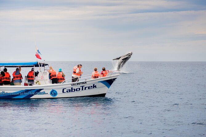 Private Humpback Whale Watching in Cabo San Lucas - CaboTrek check-in and the 2.5-hour flow