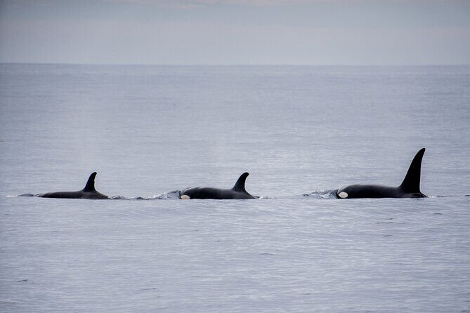 Private Humpback Whale Watching in Cabo San Lucas - Marine biologist guide: what you learn while you watch