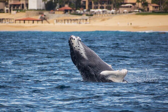 Private Humpback Whale Watching in Cabo San Lucas - Whale spotting results: what good days can look like