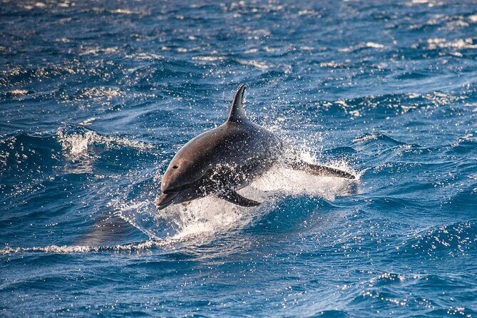 Private Humpback Whale Watching in Cabo San Lucas - Private tour value at $699 for up to 8