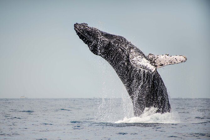 Private Humpback Whale Watching in Cabo San Lucas - Marine park fees, bottled water, and what you might pay for later
