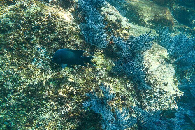 Private Los Cabos snorkeling tour to Chileno bay and Santa Maria cove - Santa María Beach: Reef Snorkeling with Pinkish-Sand Vibes