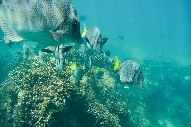 Private Los Cabos snorkeling tour to Chileno bay and Santa Maria cove - Sea Conditions, Jellyfish, and the Safety Calls That Matter