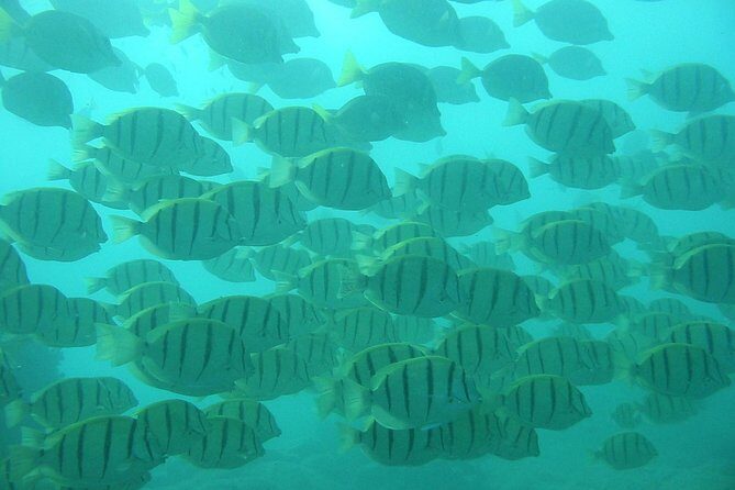 Private Snorkel Cruise in Cabo San Lucas - Price and Value for Up to 15 People