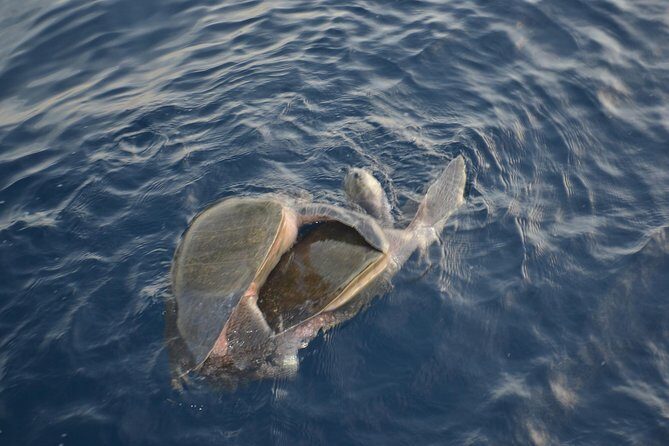 Private Snorkel Cruise in Cabo San Lucas - Should You Book This Private Snorkel Cruise in Cabo?