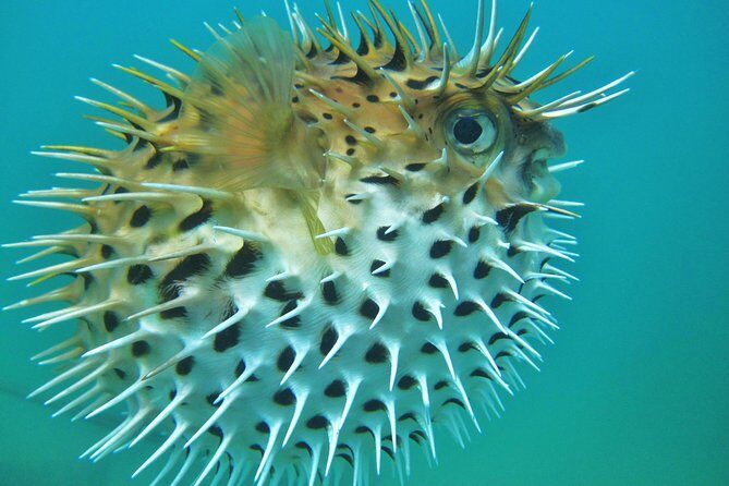 Private Snorkel Cruise in Cabo San Lucas - Santa Maria Bay and How the Pace Fits a Hot-Day Snorkel Plan
