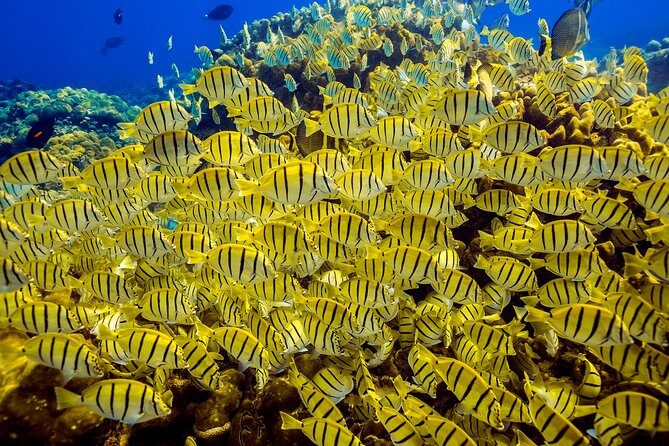 Private Snorkeling Tour in Cabo San Lucas - The 2-hour option: Pelican Rock for a tighter snorkeling focus
