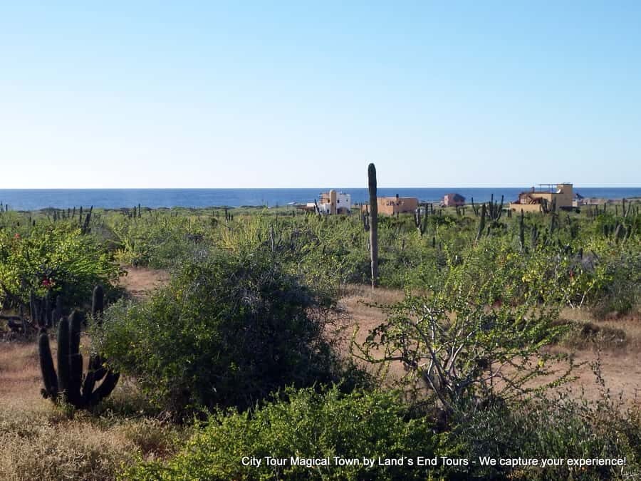 Private Tailor-Made Tour Todos Santos - Key highlights that make this tour worth it