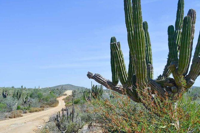 Private Todos Santos Jeep - Sierra Laguna back roads: the 4x4 drive that makes the day feel like Baja
