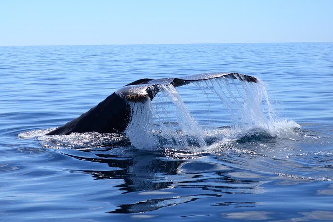 PRIVATE Whale Watch Tour | Cabo San Lucas | Biologist | FREE Pics - A private marine biologist whale watch in Cabo San Lucas
