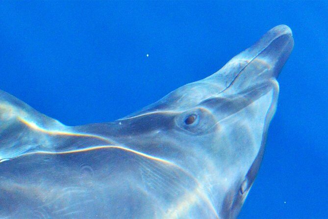 PRIVATE Whale Watch Tour | Cabo San Lucas | Biologist | FREE Pics - Expect real, up-close viewing from the right distance