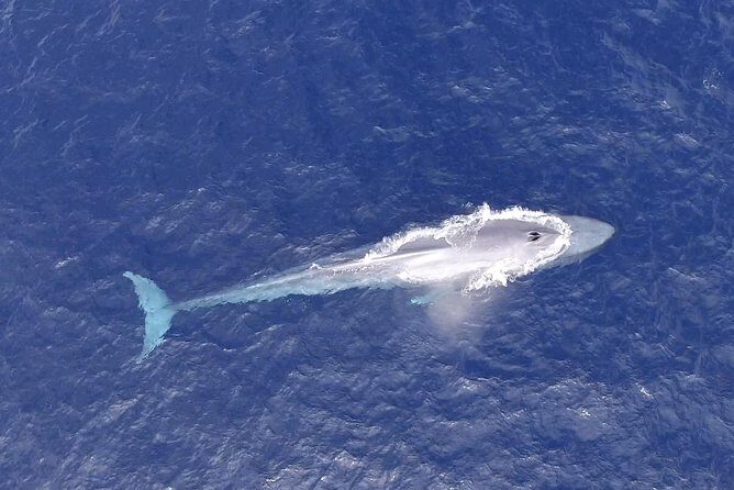 PRIVATE Whale Watch Tour | Cabo San Lucas | Biologist | FREE Pics - FREE photos: how it works and what to watch for