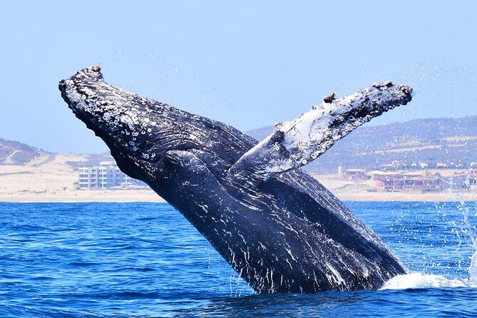 PRIVATE Whale Watch Tour | Cabo San Lucas | Biologist | FREE Pics - Price and value: what $369.50 per person buys you