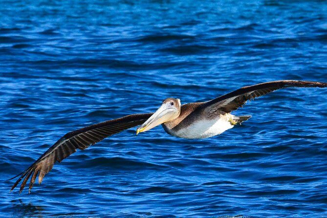 PRIVATE Whale Watch Tour | Cabo San Lucas | Biologist | FREE Pics - Practical logistics: meeting point, timing, and what to bring