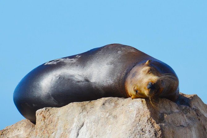PRIVATE Whale Watch Tour | Cabo San Lucas | Biologist | FREE Pics - Should you book this Cabo private whale watch?