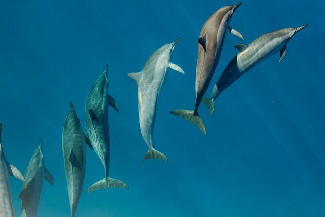 Private Wild Dolphin Encounter Day Trip - Key highlights that matter before you book