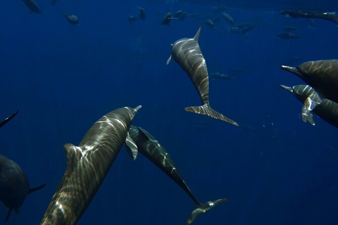 Private Wild Dolphin Encounter Day Trip - Why La Ventana and Cerralvo Island beat staying in town