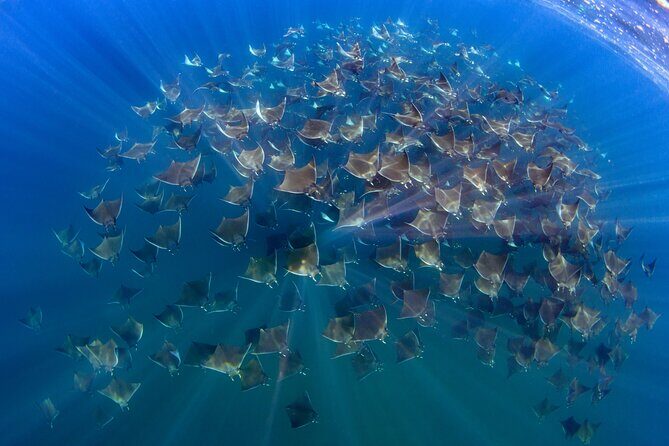 Private Wild Dolphin Encounter Day Trip - 6 hours immersed in wildlife spotting—without the pressure