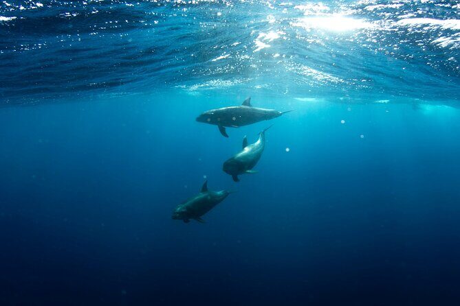 Private Wild Dolphin Encounter Day Trip - Sea lion colony snorkeling and the included gear you’ll actually use