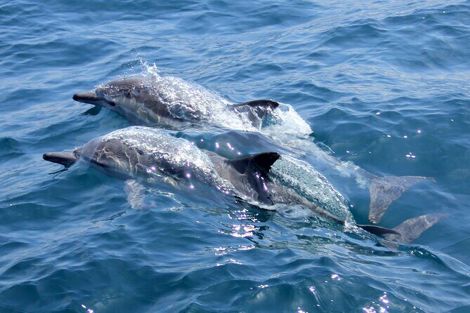 Private Wild Dolphin Encounter Day Trip - Price and value: why $295 can make sense