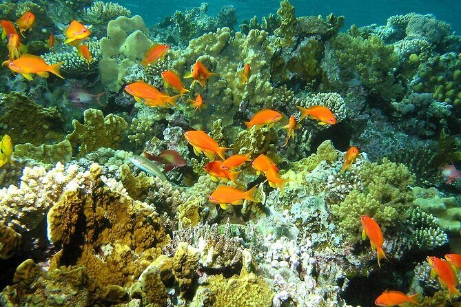 Santa Maria and Chileno Bay Snorkel Adventure Los Cabos - Santa Maria Cove: Warm, Calm Water for Clear Views