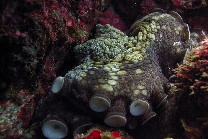 Scuba Diving - The Small-Boat Advantage: What Up to 8 Travelers Changes