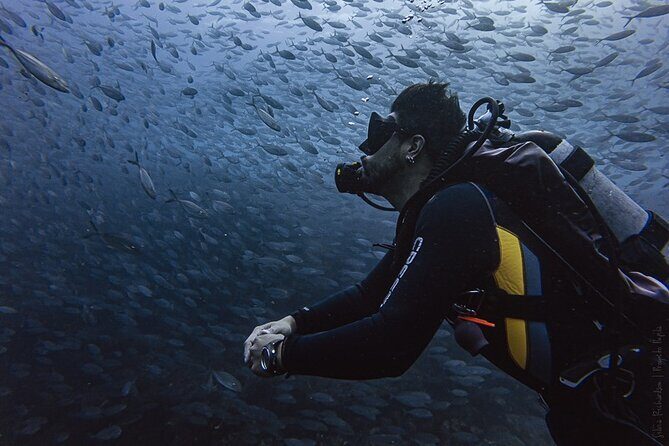 Scuba Diving - Wildlife, Sightlines, and Why Summer/Fall Visibility Matters