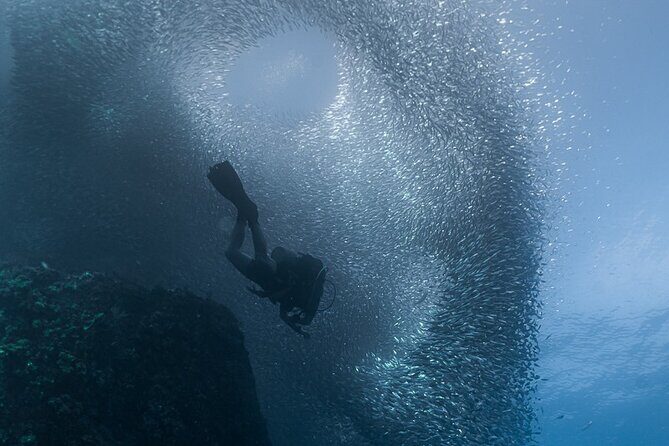 Scuba Diving - The Guide Factor: PADI PRO Credentials and Named In-Water Leadership