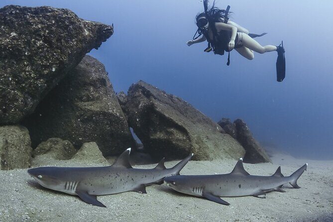Scuba Diving - A Quick Word on Payments and Photo Add-Ons