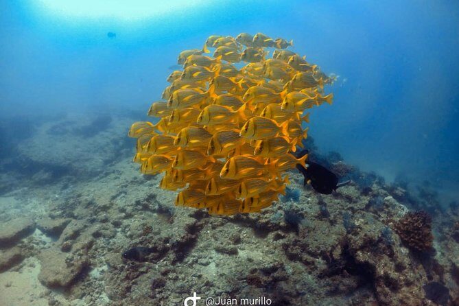 Scuba Diving adventure Cabo pulmo - Quick hits to know before you go
