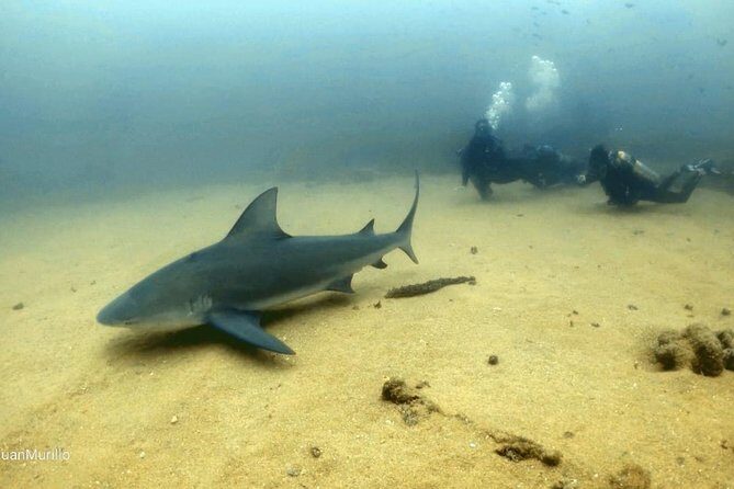 Scuba Diving adventure Cabo pulmo - Cabo Pulmo Marine Preserve: what makes this reef worth your time
