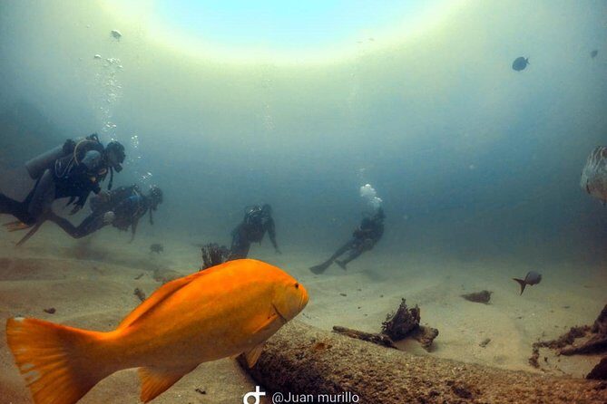 Scuba Diving adventure Cabo pulmo - Certified guide leadership: what you should expect from the coaching