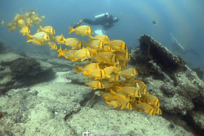 Scuba Diving adventure Cabo pulmo - Price in context: is $230 worth it?