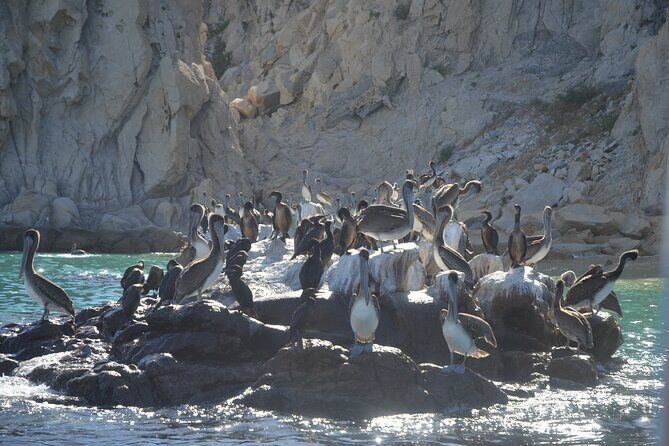 Shared Tour to the Arch of Cabo San Lucas - Wildlife Above and Below the Surf (Yes, You Can See Fish)