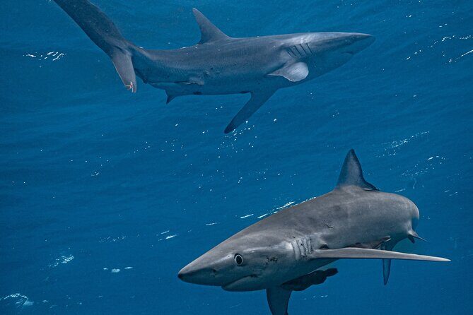 Shark Guided Diving Los Cabos - Key Things I’d Watch Before You Go