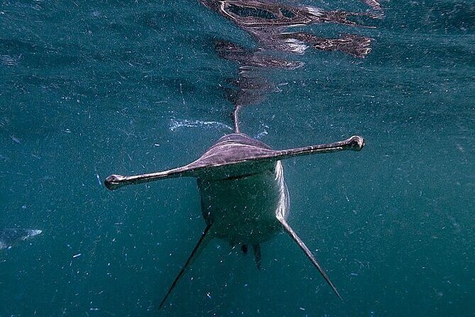 Shark Guided Diving Los Cabos - Meeting at Finisterra: Where You’ll Start and How to Prepare