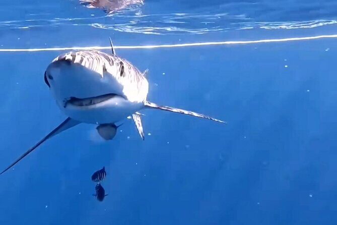 Shark Guided Diving Los Cabos - In-Water Time: Seeing and Swimming with Sharks Without Guessing