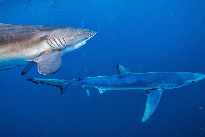 Shark Guided Diving Los Cabos - The 5-Hour Schedule with Drinks: How the Time Actually Feels